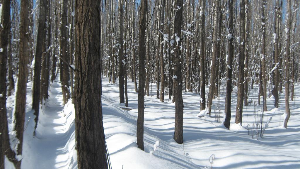 Terrazas En El Bosque Cabanas Malargüe Pokój zdjęcie