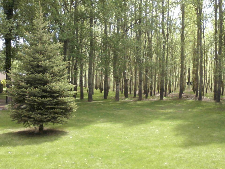 Terrazas En El Bosque Cabanas Malargüe Zewnętrze zdjęcie