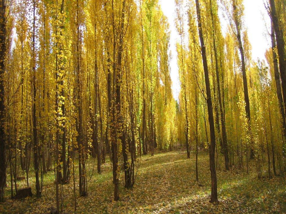 Terrazas En El Bosque Cabanas Malargüe Zewnętrze zdjęcie