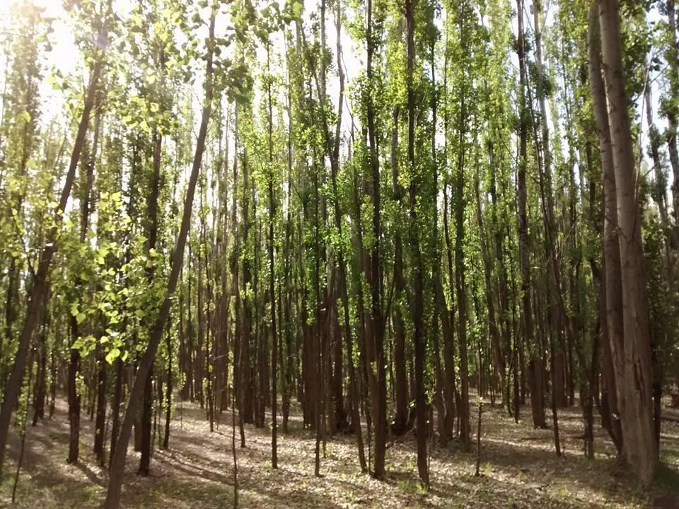 Terrazas En El Bosque Cabanas Malargüe Zewnętrze zdjęcie